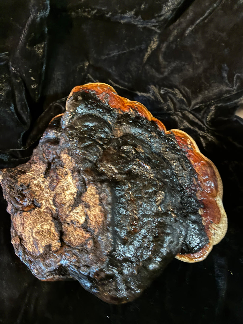 Octopus conk